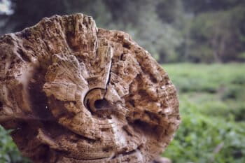 Tree rings on a dead tree.