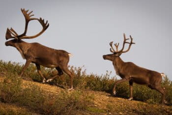 Two caribou climb a hill. Image courtesy of Kevin L Moore via Flickr (CC BY-NC-ND 2.0).