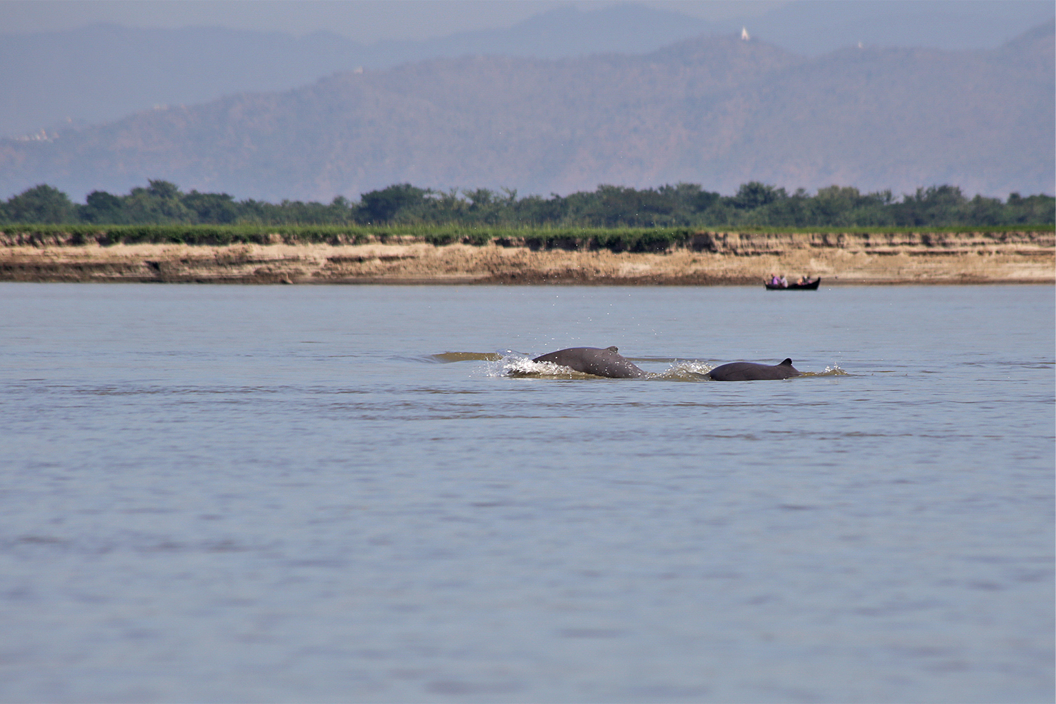 In Asia’s Mekong River, fewer than 100 Irrawaddy dolphins may remain as proposed dams loom. 