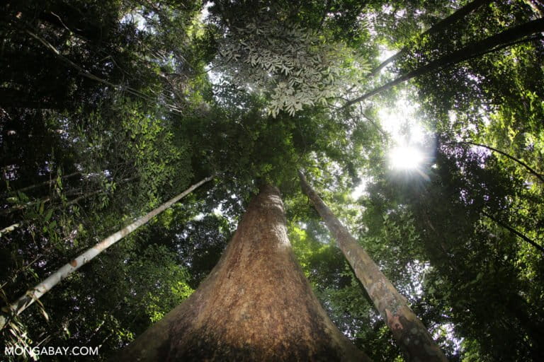 ‘Protection too small, pressure too high’ for tree species globally, study finds