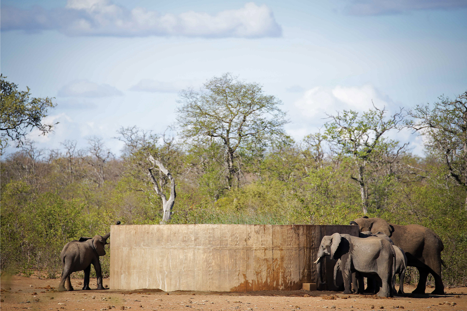 Earlier management policies called for a copious and assured water supply within Kruger National Park, leading to the establishment of more than 97 concrete dams, weirs, earthen dams and boreholes.