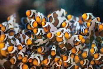 Clownfish can reportedly lay clutches of over 1000 eggs.