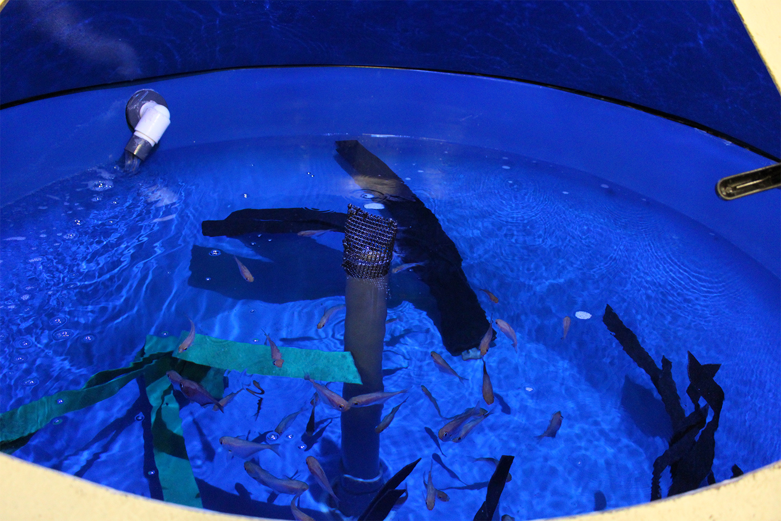 Glassy sweepers school in an off-exhibit tank. 