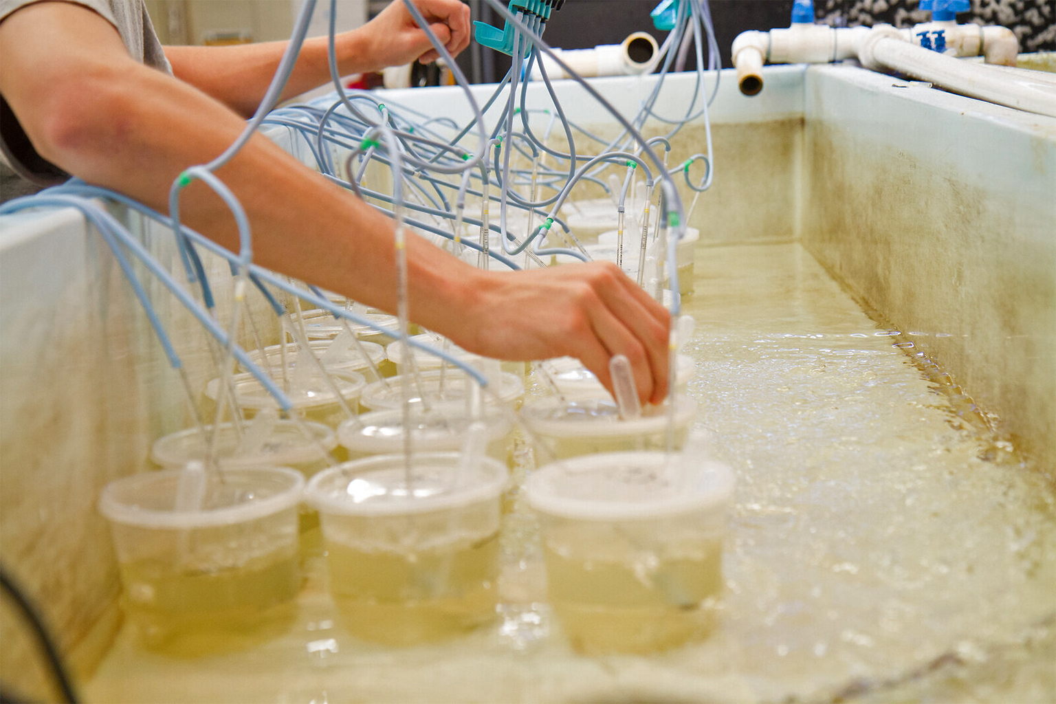 A student adjusts equipment at the wet laboratory and breeding facility at Roger Williams University. 