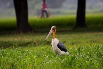 A lesser adjutant stork in a farm.