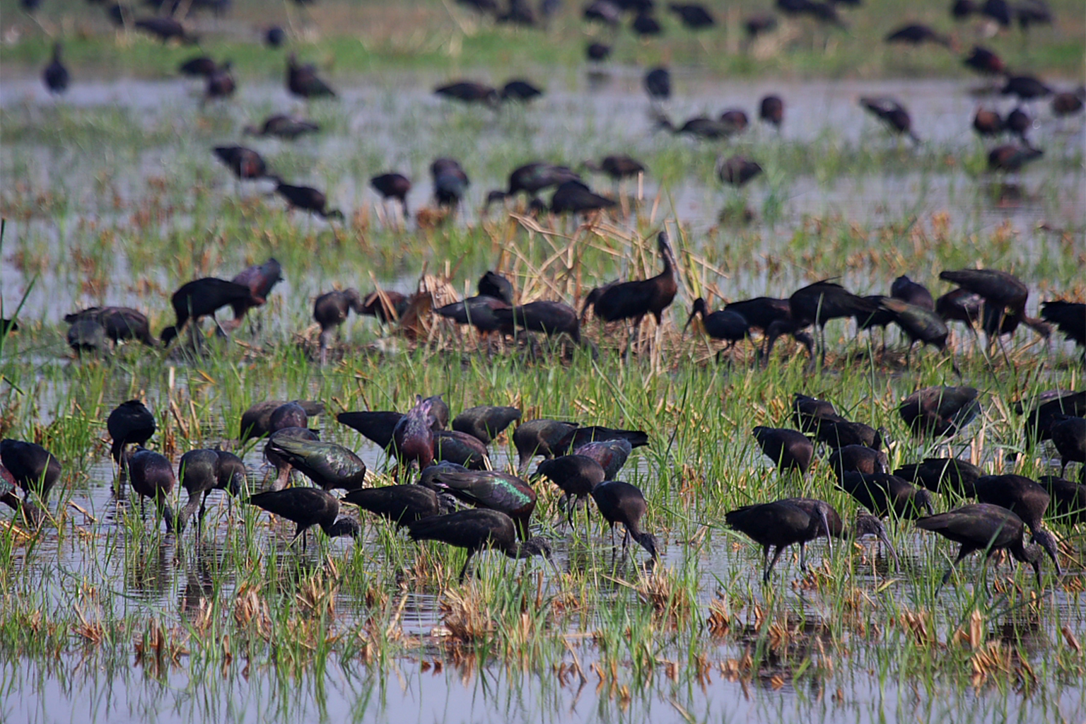 Glossy ibis flock in a flooded field. 