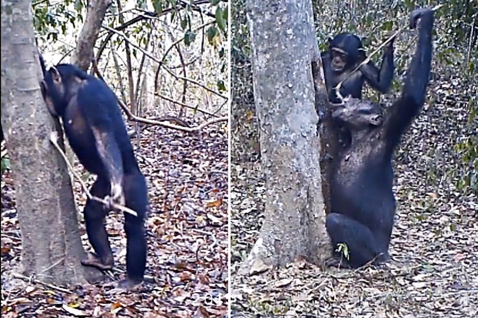 Chimpanzees using sticks to drink water.