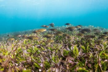 Seagrass in Tanzania.