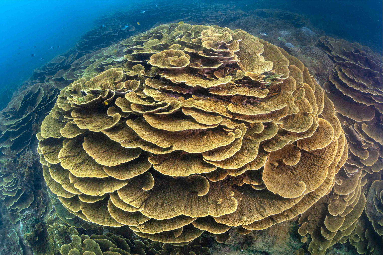 A healthy-looking coral colony (Montipora sp.) in Florence Bay on Magnetic Island, Australia. 