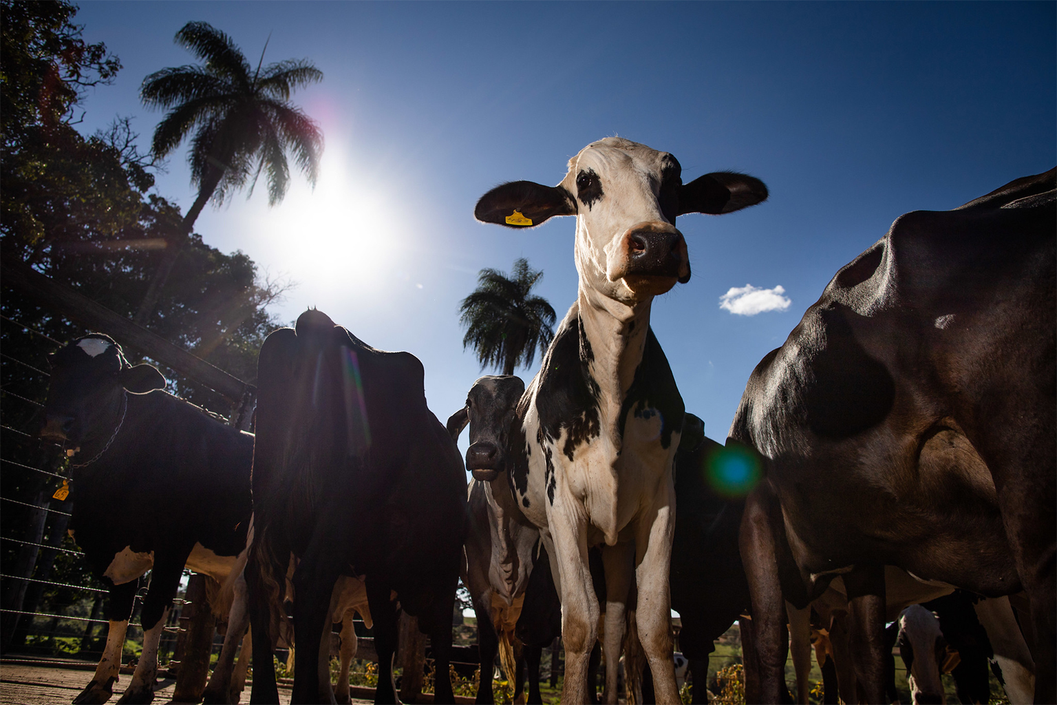 Methane emissions from ruminant livestock like cattle and sheep are responsible for 40% of agricultural greenhouse gas emissions. 