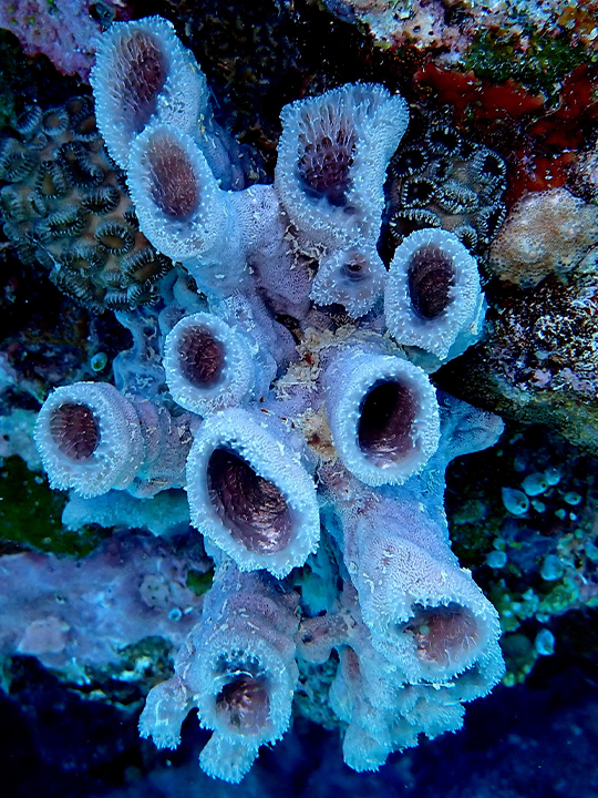 Sponges are a key group in the reef ecosystem and play important roles in nutrient cycling and carbon sequestration. 