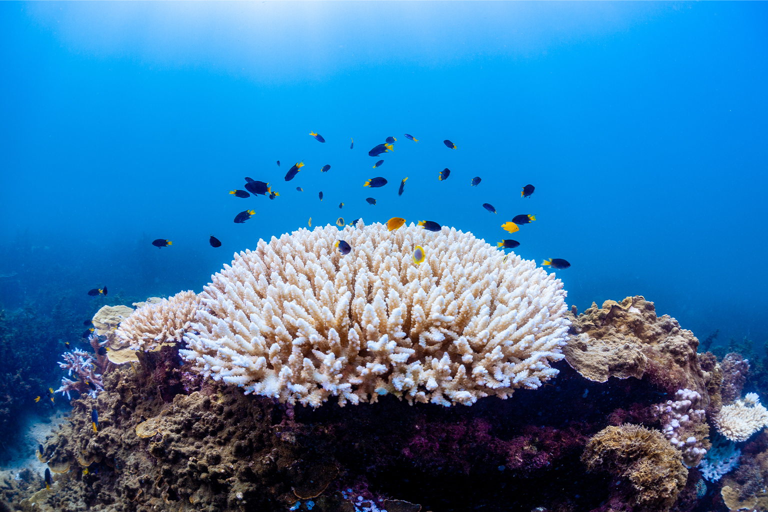 A bleached coral colony (Acropora sp.) on reefs surrounding Magnetic Island, Australia, photographed during a heatwave triggered bleaching event in 2020.