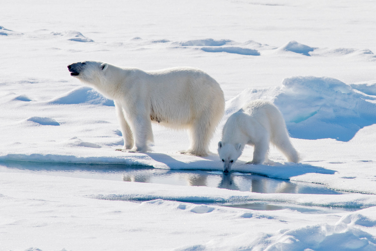 Polar bear populations in the Beaufort Sea region near Alaska have a distinct gut microbiome as a result of dietary changes caused by climate-change-driven sea ice melt.