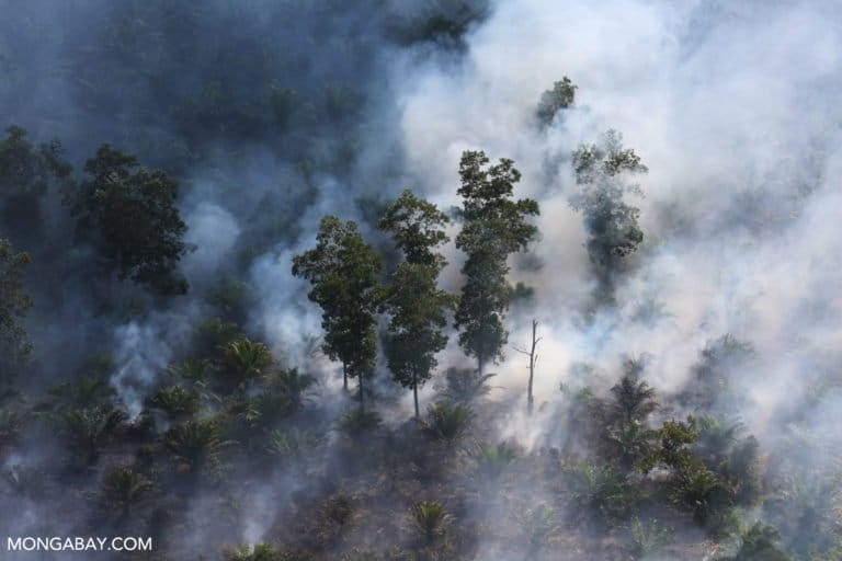 Fire in Indonesia forest