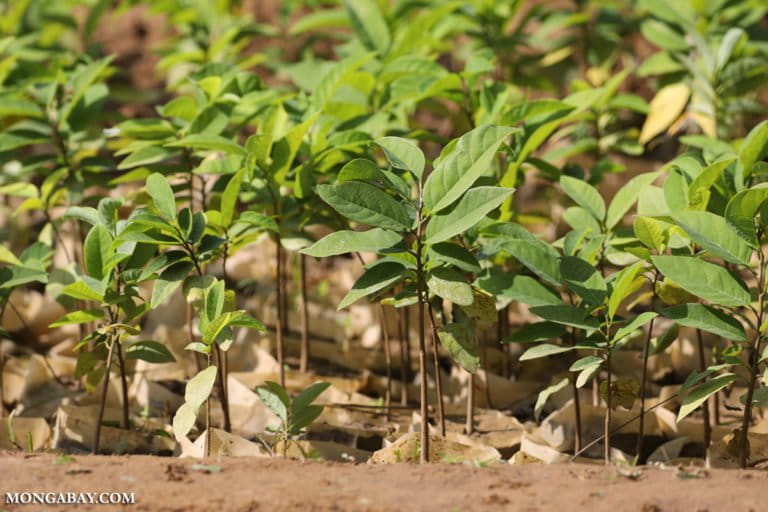 Tree seedlings in India