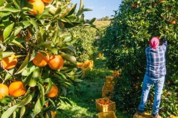 Harvesting oranges near Sicily, Italy.