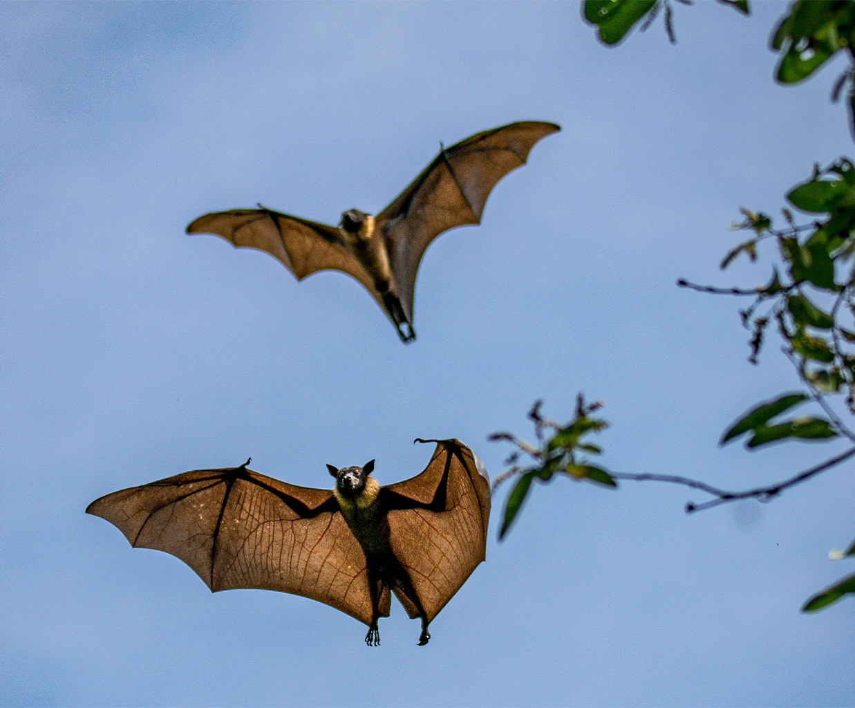 Indian flying fox in flight in Tamil Nadu, India.