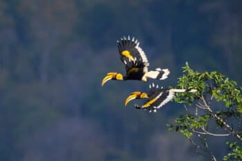 Hornbills — the so-called “farmers of the forest” in Africa and Asia — move more than 700 plant species up to 11 km (7 mi) in a day.