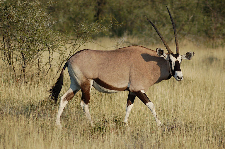 Gemsbok (<em>Oryx gazella</em>) are the largest of the <em>Oryx</em> species and are a common target of trophy hunters visiting Namibia. Image by Joachim Huber via Wikimedia Commons.