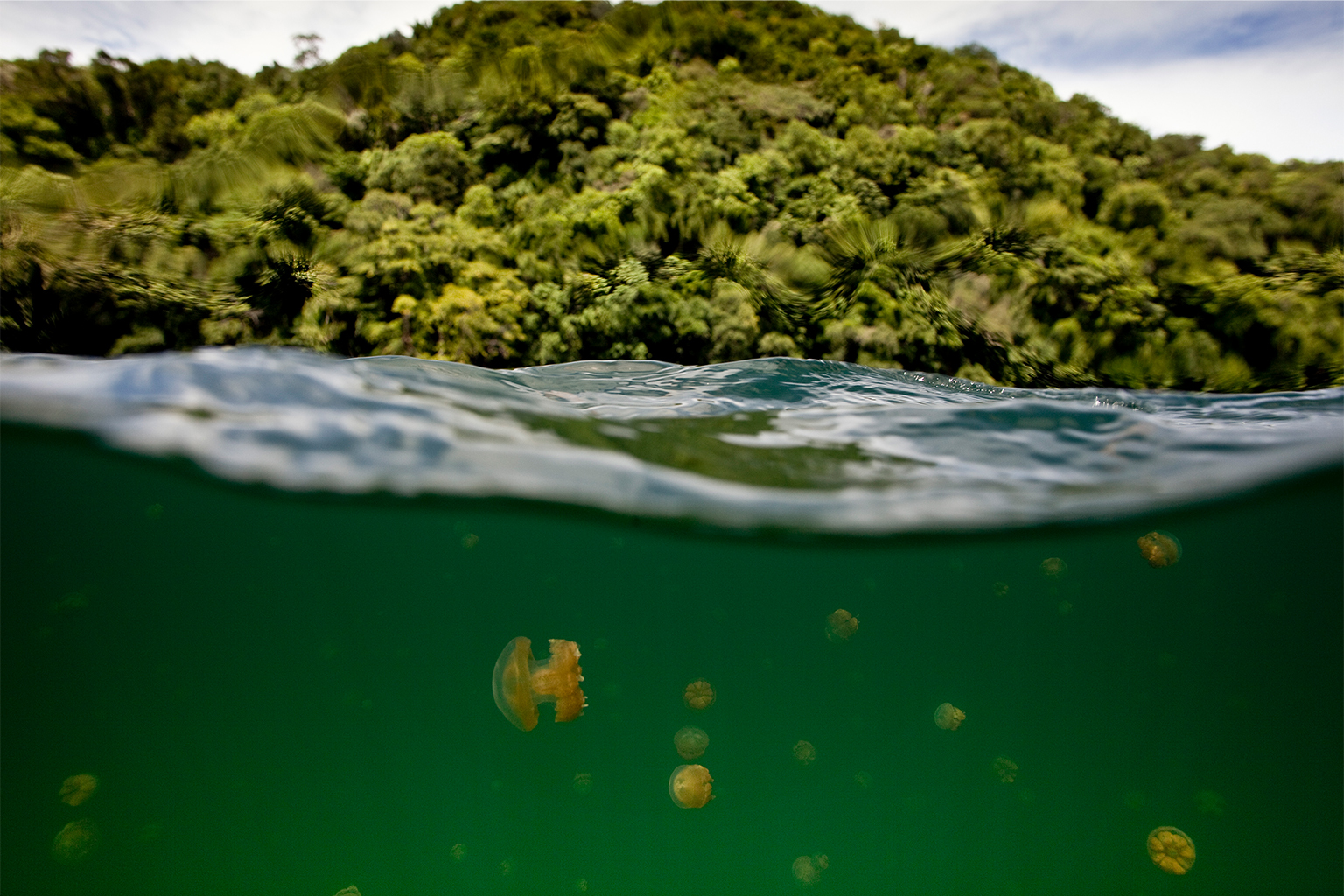 Golden Jellyfish (mastigias papua) in jellyfish lake in the Rock Islands, Palau.