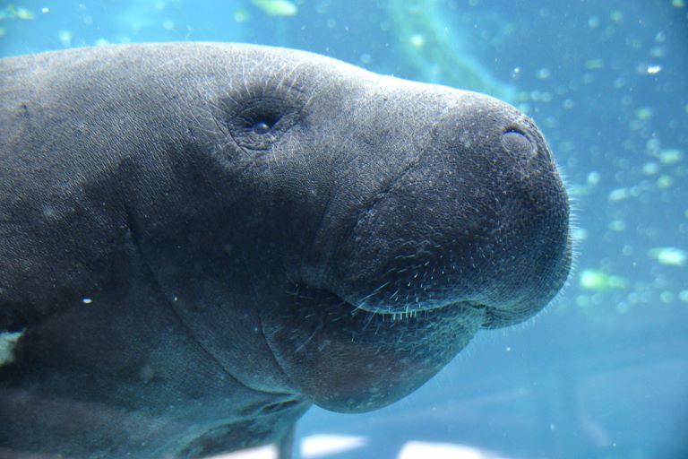 Why are Florida manatees showing up in Cuba and Mexico?