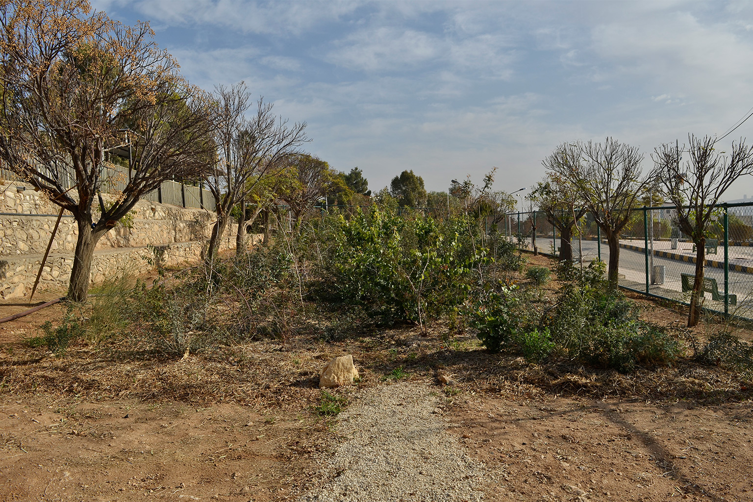 A view from the entrance of the Marka baby forest in Omar al-Faisal park, Amman, in December 2021. Image by Lyse Mauvais for Mongabay.