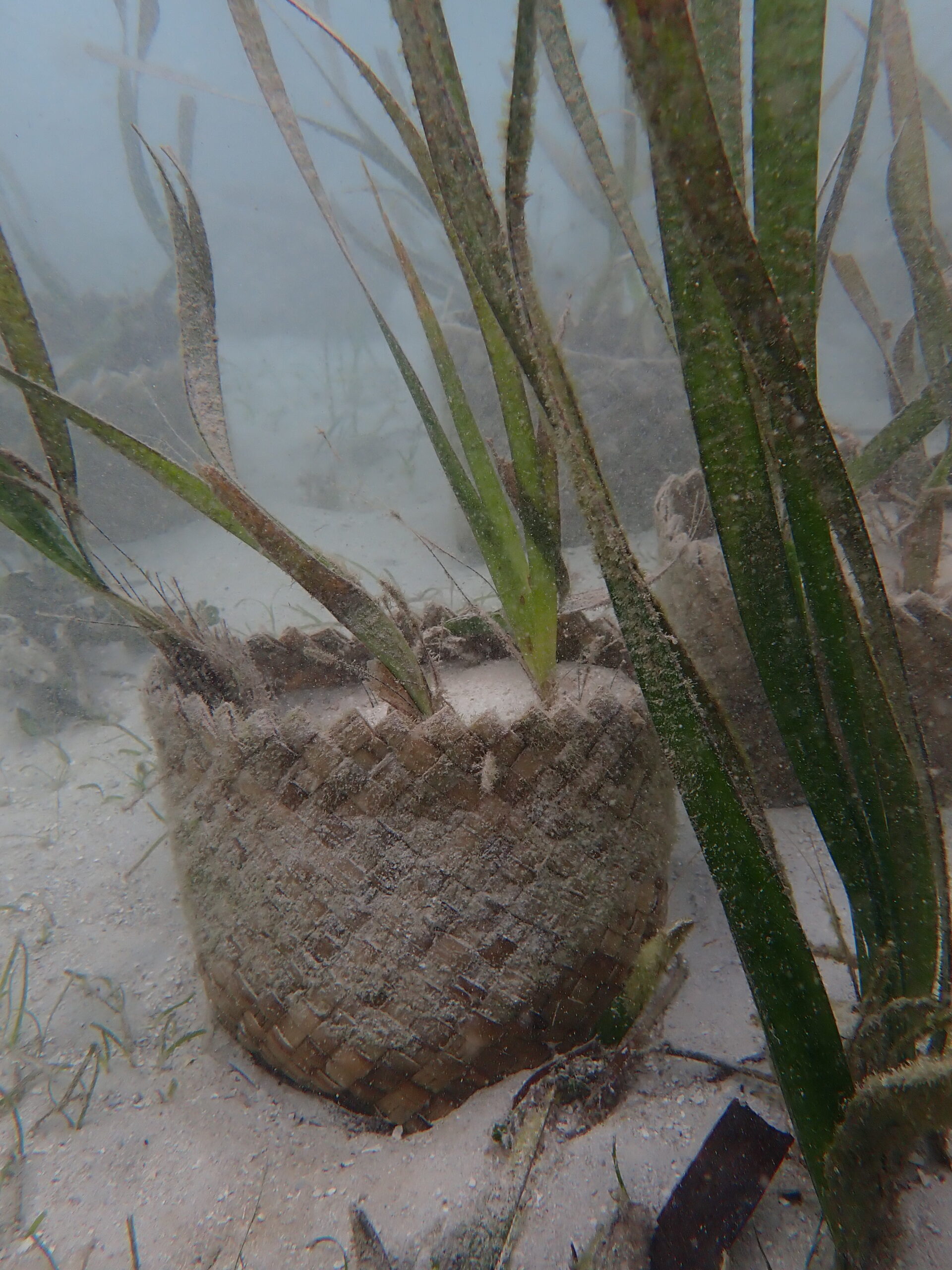 Restoring Seagrass Beds - Ocean Conservation Trust — The Marine Diaries