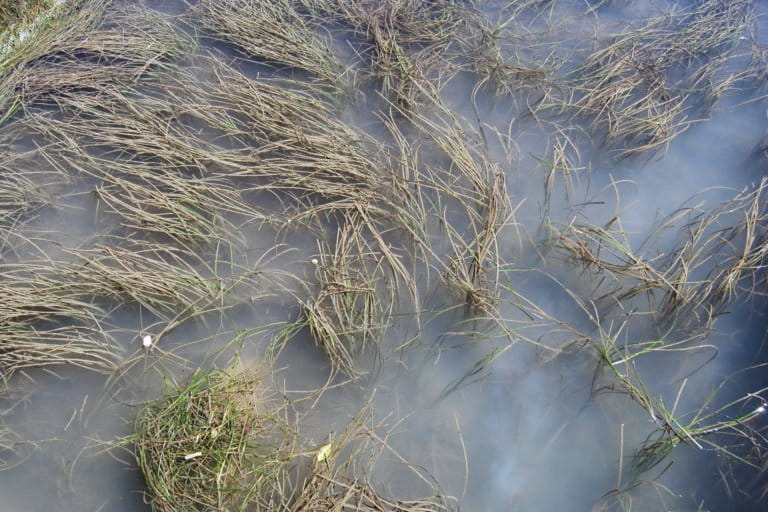 The secretive estuarine pipefish is closely connected to the seagrass species Zostera capensis. Image courtesy of Alan Whitfield. 