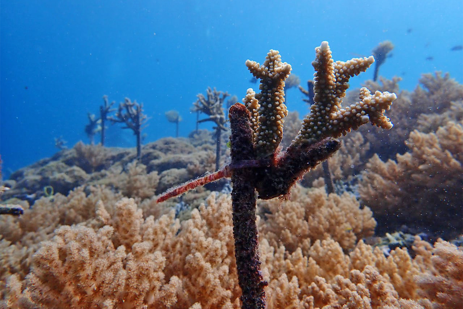 The project by the Pokdarwis Tramena and Pokmaswas Gili Mantra groups uses discarded steel poles to create structural units that can be used as coral nurseries. Pictured is a thriving coral nursery on a recycled steel structure. 