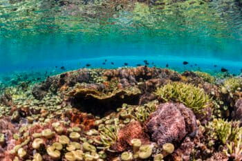 Coral reef in Indonesia