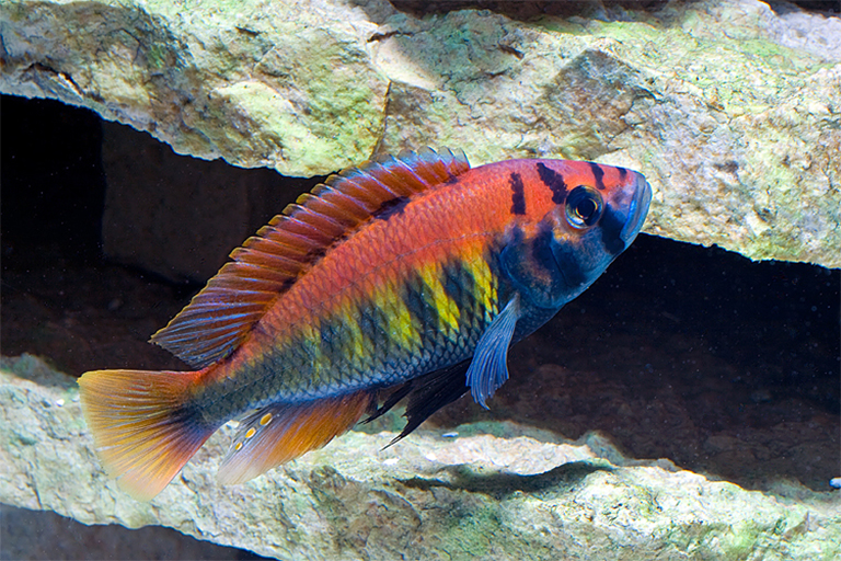 Cichlids are known for such rapid evolution that scientists estimate they were producing new species every few decades.