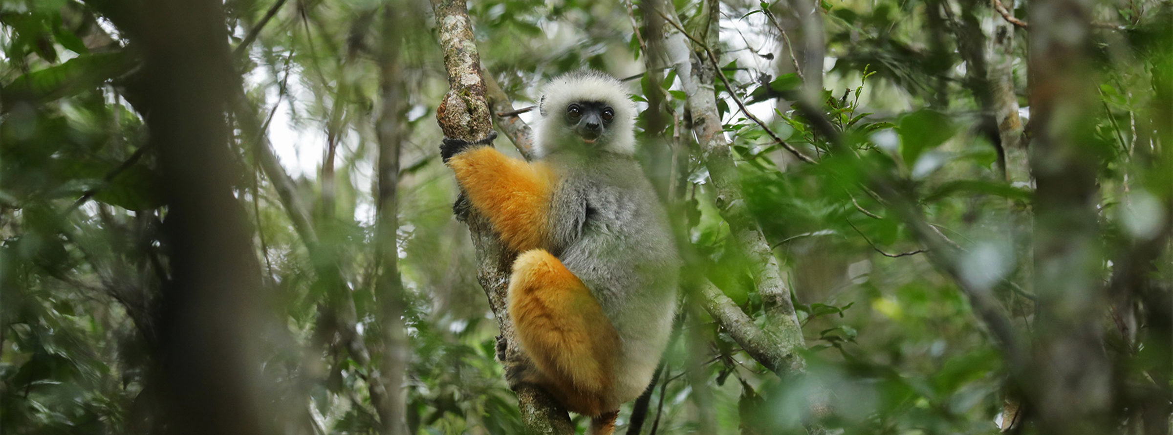 A diademed sifaka (Propithecus diadema).
