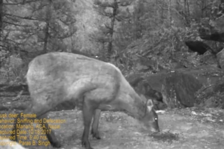 himalayan musk deer