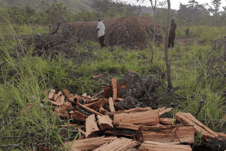 A large charcoal kiln containing more than 40 trees smolders in the Dzalanyama Forest Reserve, over 60km from Malawi's capital of Lilongwe. The process of burning illegal charcoal, from cutting to sales, can take between 3 and 4 months. Image courtesy of Nicholas J Parkinson/MCHF.