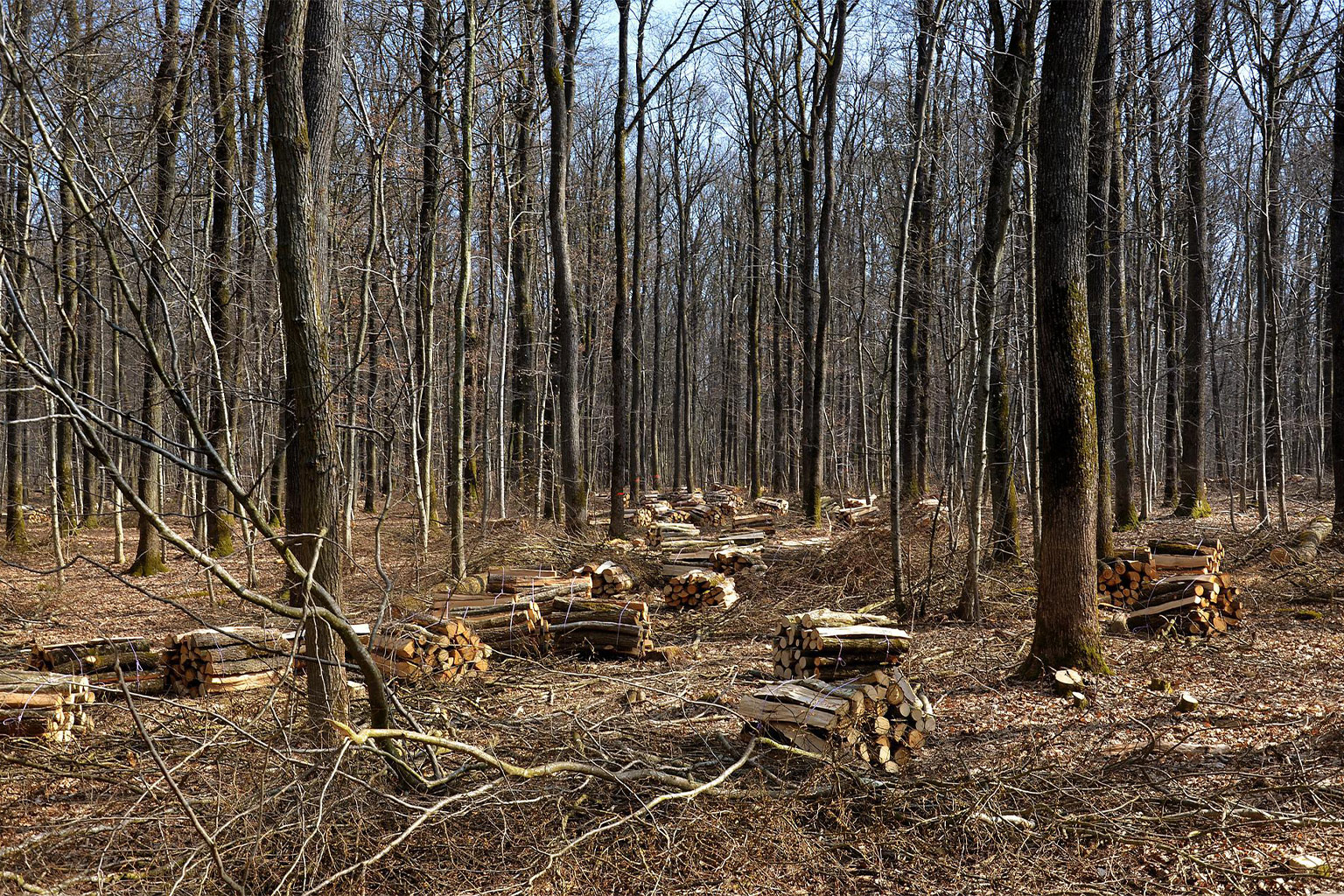 Forest advocates have been arguing for years that burning wood for energy on an industrial scale poses a host of environmental threats while undermining climate action.