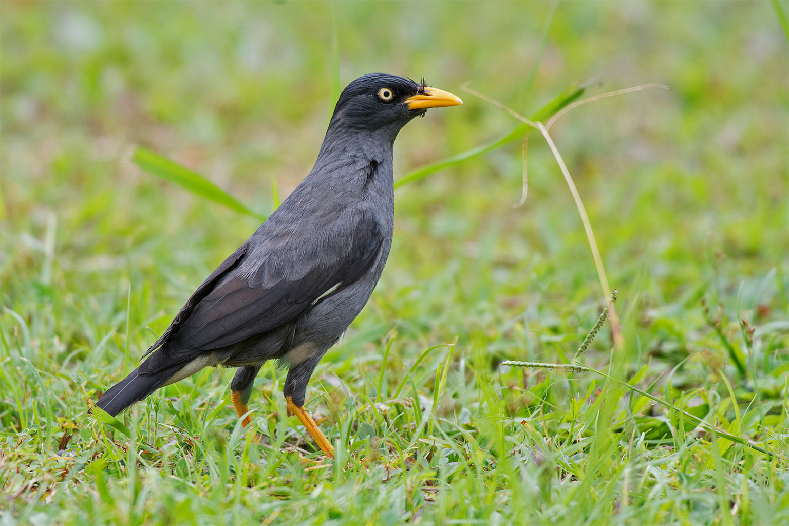 Invasive Javan myna (Acridotheres javanicus) recorded during point count surveys in Rembau, Malaysia. The research team recorded a higher occurrence of invasive bird species in monoculture plantation sites compared with agroforestry orchards. 