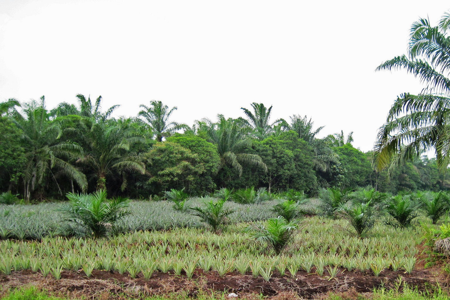 Staged integrated planting of pineapple (Ananas comosus) plants in an oil palm plantation in Rengit, Johor, Malaysia.