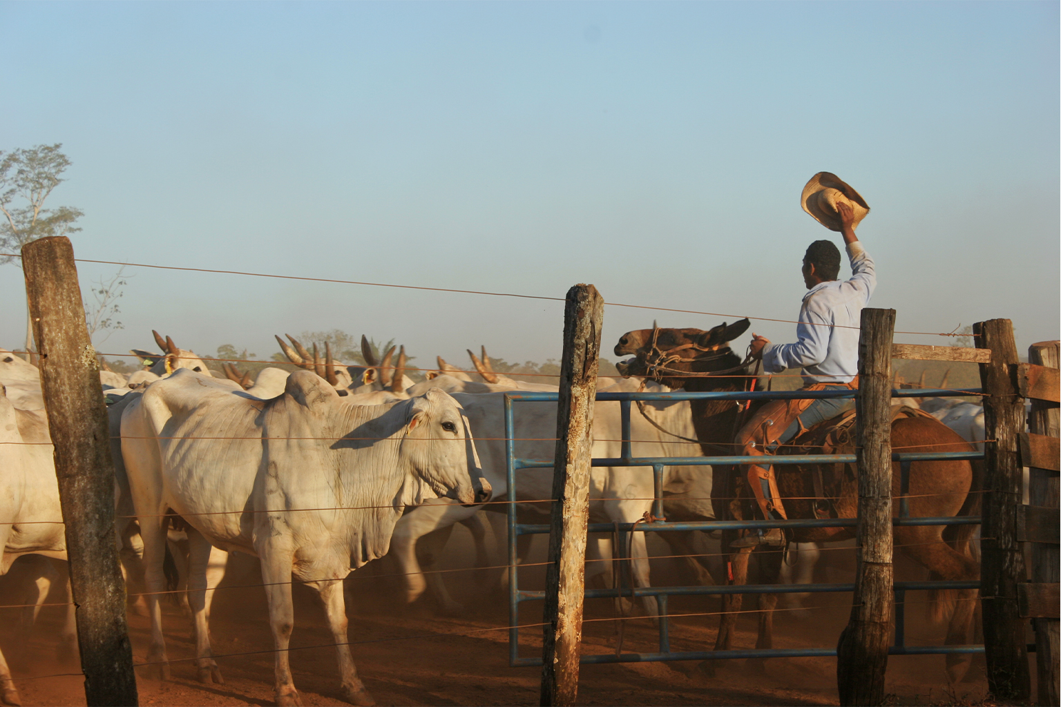 A rancher on horseback rounds up and moves cattle. This cattle ranch in the Brazilian Cerrado is currently implementing more sustainable management practices. 