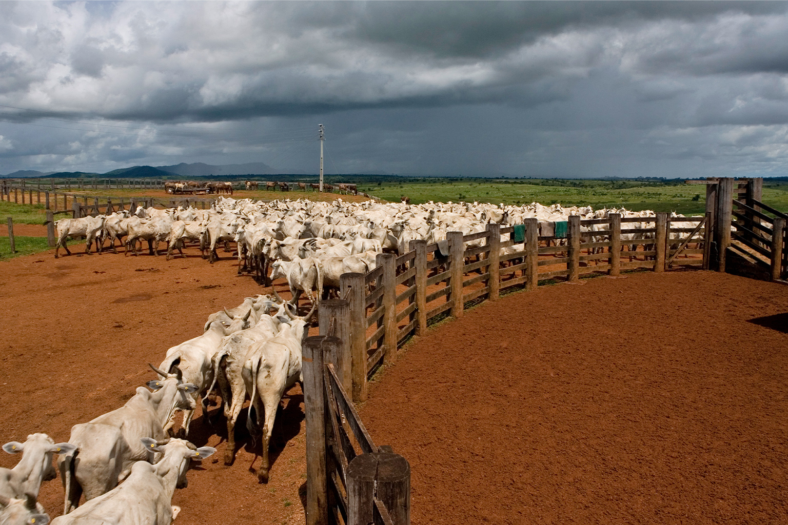 Cattle ranching is a leading cause of deforestation in Brazil. Experts say restoring degraded and abandoned pastures could help reduce deforestation rates. 