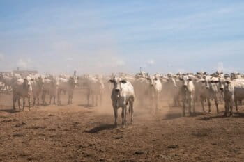 Cattle herds in the Amazon and Cerrado tend to have few head of cattle per hectare. Restoring pastures can increase the number of cattle in the same amount of space, which researchers say could reduce the need for deforestation.