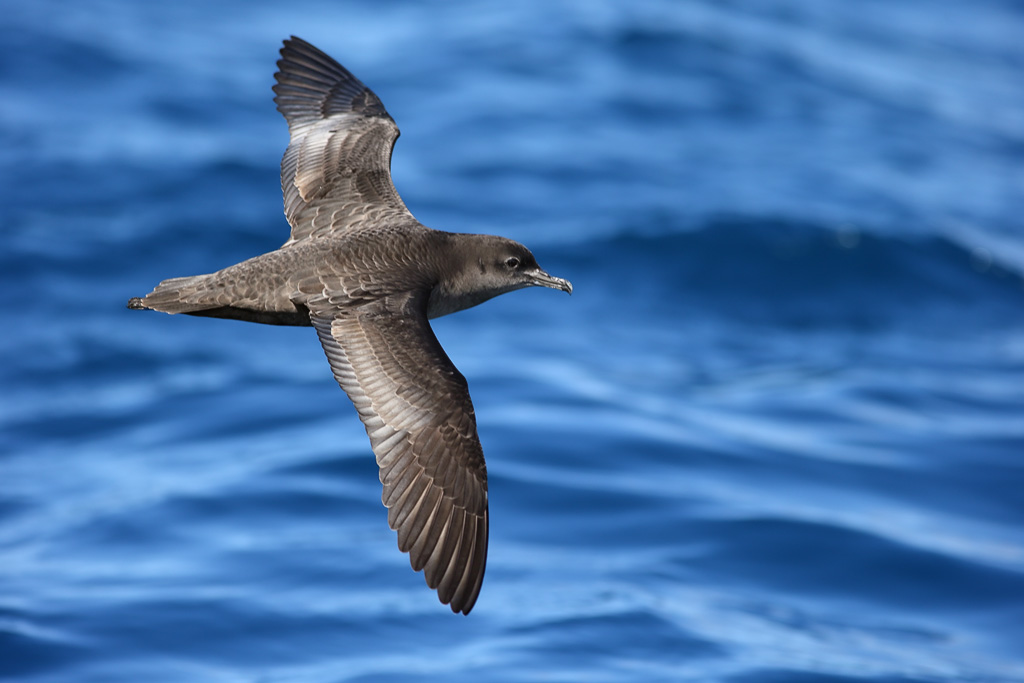 A short-tailed shearwater.