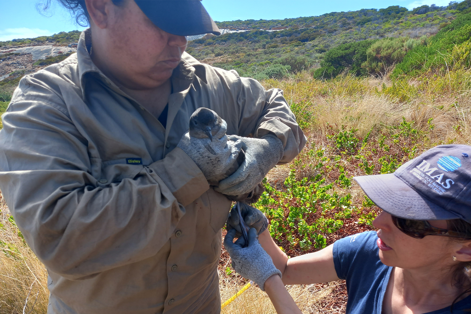 Jennell Reynolds and Jenn Lavers with a flesh-footed shearwater on Ben Island.