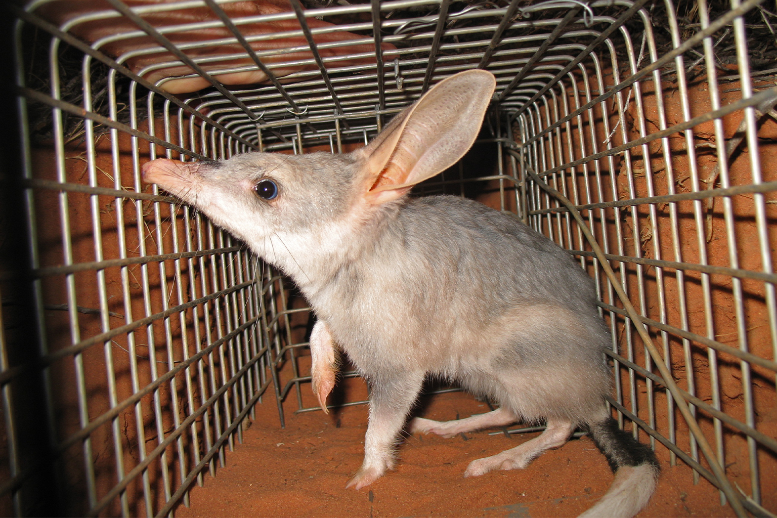 Bilbies changed their behavior and showed increased survival after exposure to feral cats. 