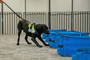 A dog from the K9 Unit undergoing training with test bags that resemble luggage bags on a conveyer belt.