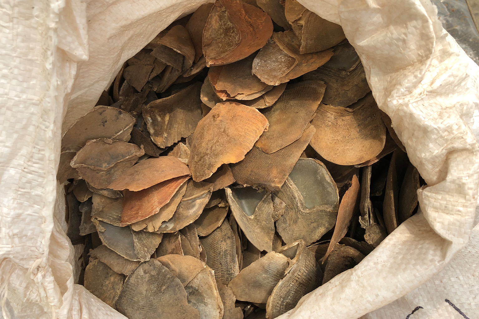 Among the scales seized were those of the giant ground pangolin (Smutsia gigantea).