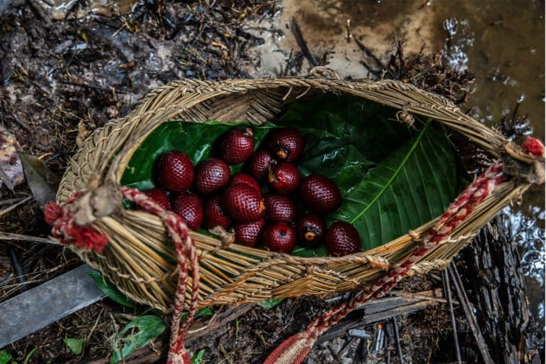 Buriti seeds are carefully cleaned and protected by leaves as they are put into fiber baskets during a Dzomori, a traditional seed collecting expedition in the slopes of the Roncador mountain range fringes near their village Ripá.