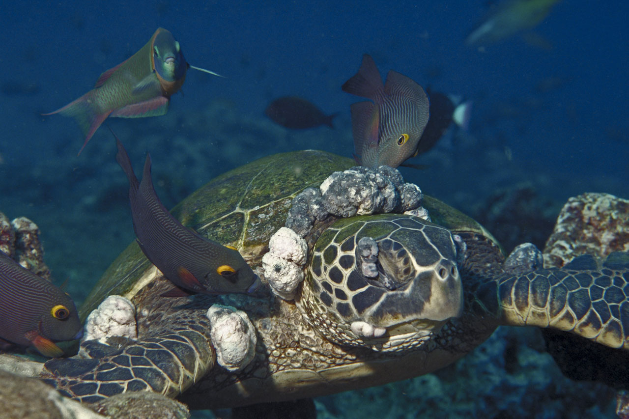 A Hawaiian green sea turtle severely afflicted with fibropapillomatosis. 