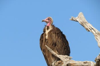 A hooded vulture