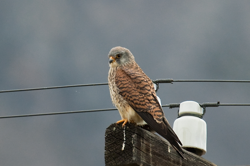 A lesser kestrels (Falco naumanni).