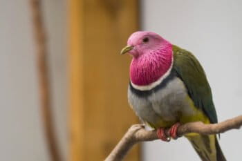 A pink-headed fruit dove.